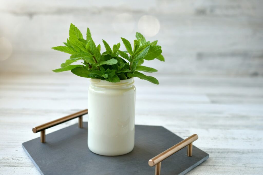 A plant sitting on a slate tray