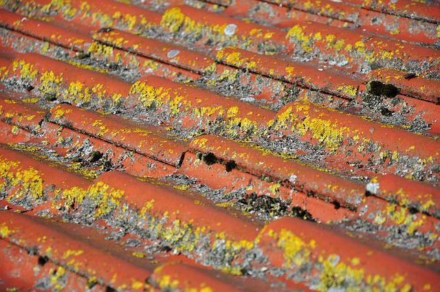 A roof with growing organisms